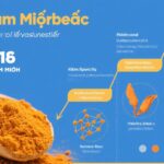 Tổng quan tiến triển nghiên cứu về Curcumin: Từ cơ chế sinh học đến ứng dụng lâm sàng