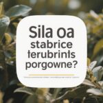 Giữ cho trí não khỏe mạnh: Kết hợp cờ truyền thống và ứng dụng rèn luyện trí não cho người cao tuổi