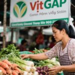 Ăn Rau An Toàn Ở Việt Nam: So Sánh Thị Trường Truyền Thống, Rau Hữu Cơ và VietGAP