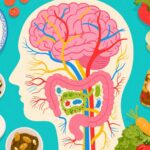 Ruột: Bộ não thứ hai ảnh hưởng đến tinh thần và sức khỏe tổng thể